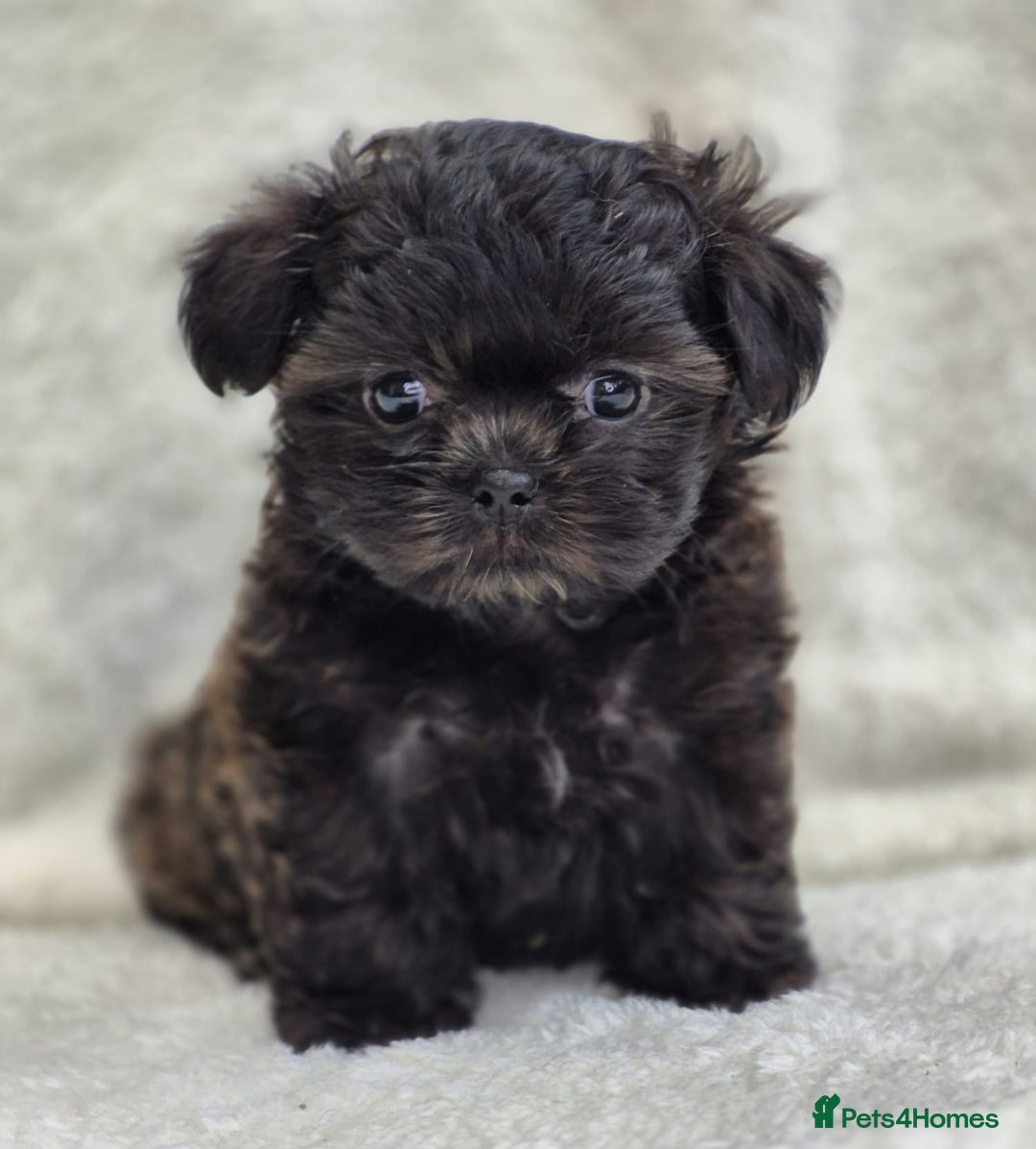 Shih Tzu dogs for sale: Gorgeous Small Imperial Shih tzu puppies READY - Image 21