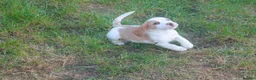 Beagle dogs for sale: READY NOW ROYAL KENNEL CLUB REG BEAGLE PUPPIES - Advert 2