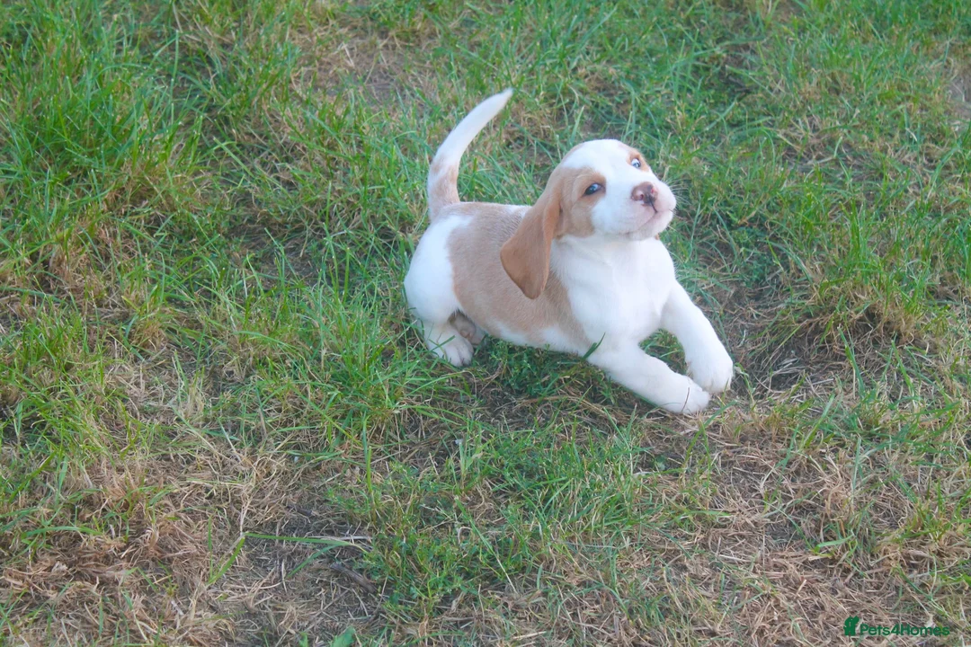 Beagle dogs for sale: READY NOW ROYAL KENNEL CLUB REG BEAGLE PUPPIES - Advert 2