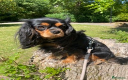 Cavapoo dogs for sale: Cavapoo - Image 1