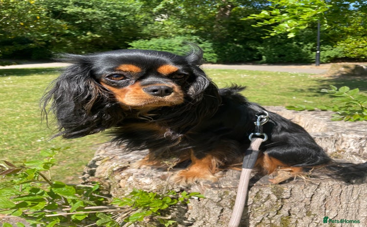 Cavapoo dogs - Advert 1