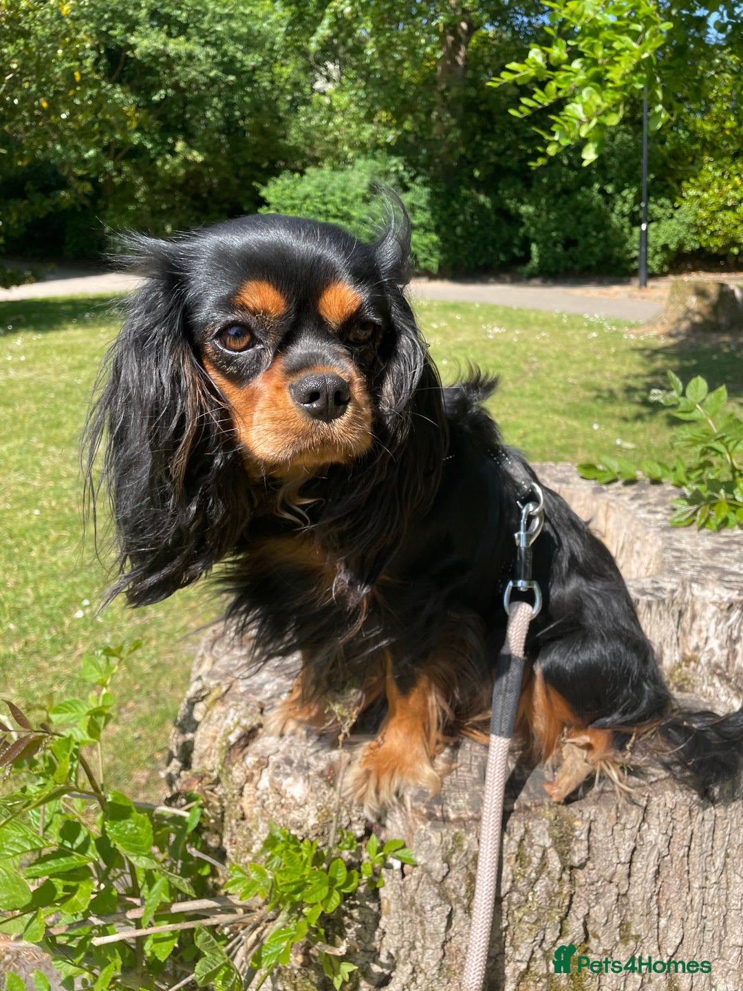 Cavapoo dogs for sale: Cavapoo - Image 1