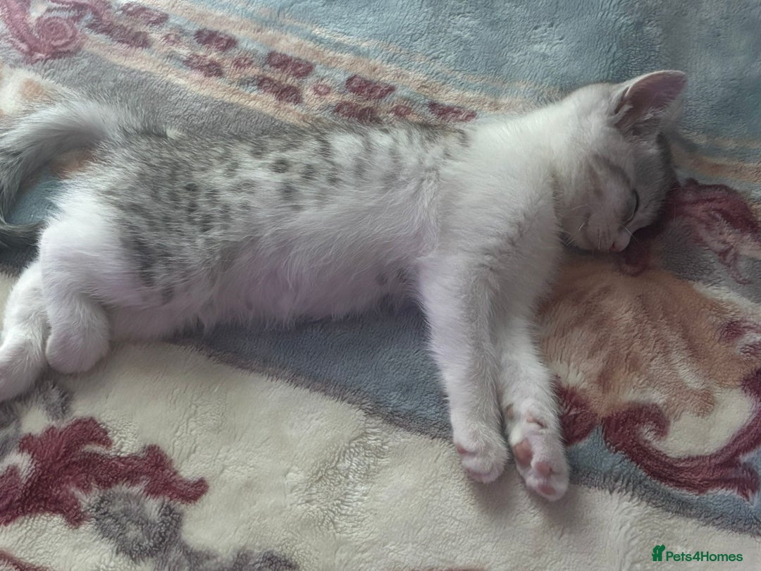 American Shorthair cats for sale: Gorgeous girl!!!🥰 - Image 2
