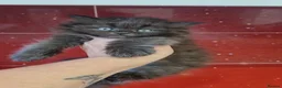 Maine Coon cats for sale: Maine coon x persian - Advert 1