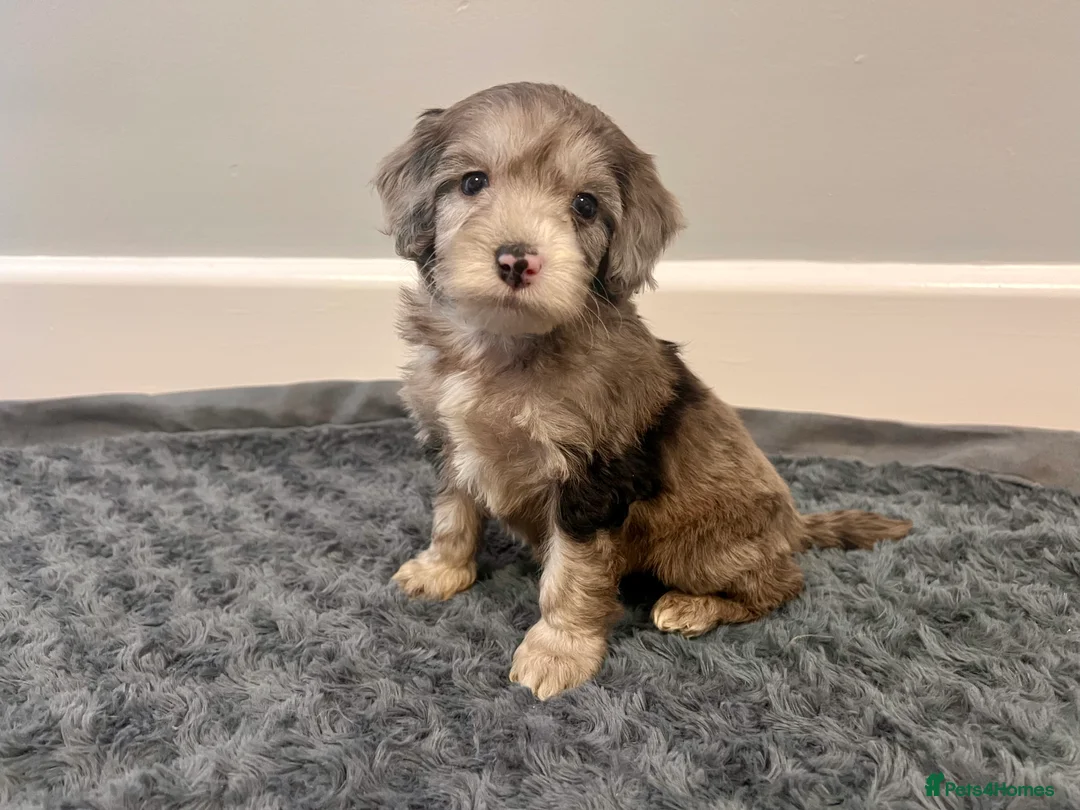 Cockapoo dogs for sale: 🐶 Black Girl (Tiny) 🐶 - Advert 21