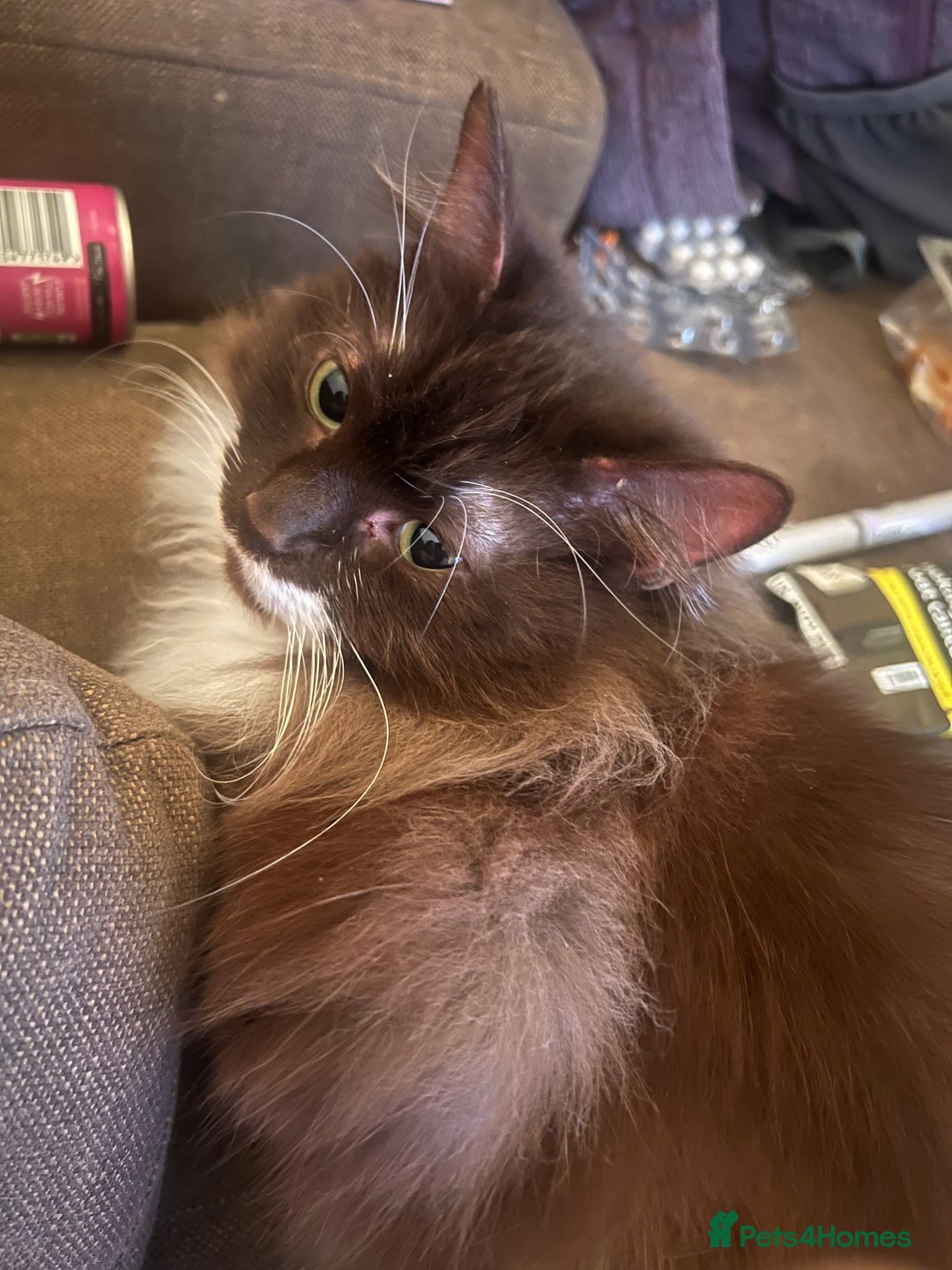 Domestic Shorthair cats for sale: 2 beautiful cats for sale  - Image 2