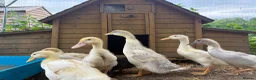 Ducks poultry for sale: Ducklings - Advert 4