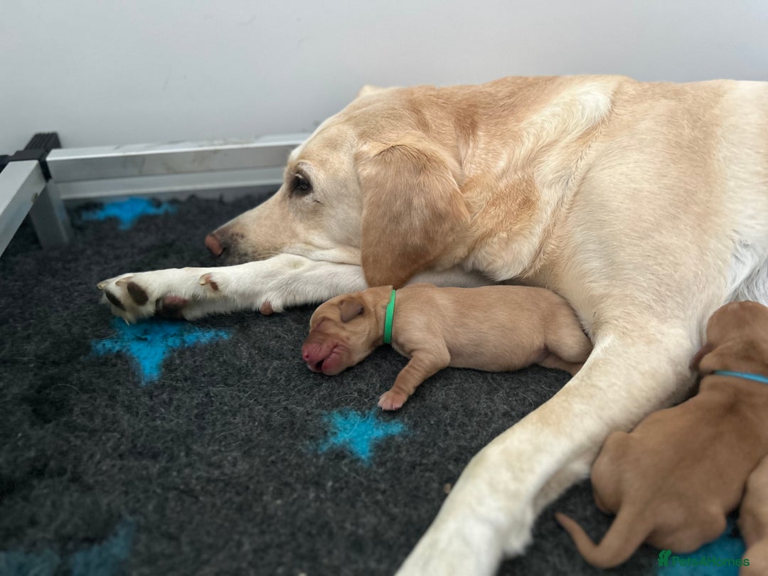 Labrador Retriever dogs for sale: Family/Working bred KC Labradors - Image 7