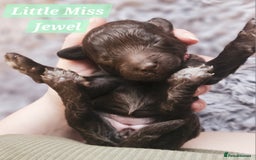Cockapoo dogs for sale: Multigen Merle & Chocolate Cockapoo Puppies - Image 5