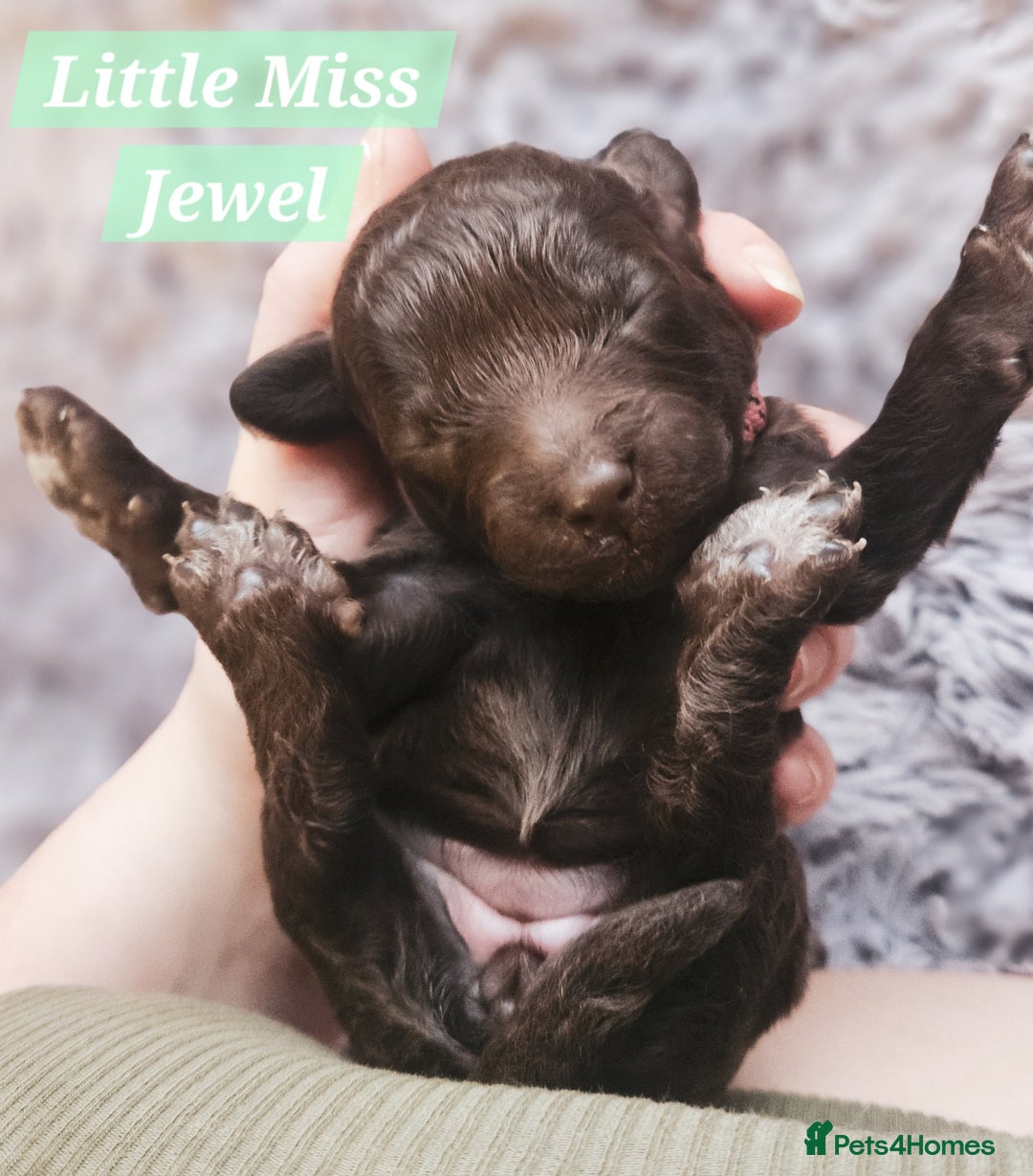 Cockapoo dogs for sale: Multigen Merle & Chocolate Cockapoo Puppies - Image 5