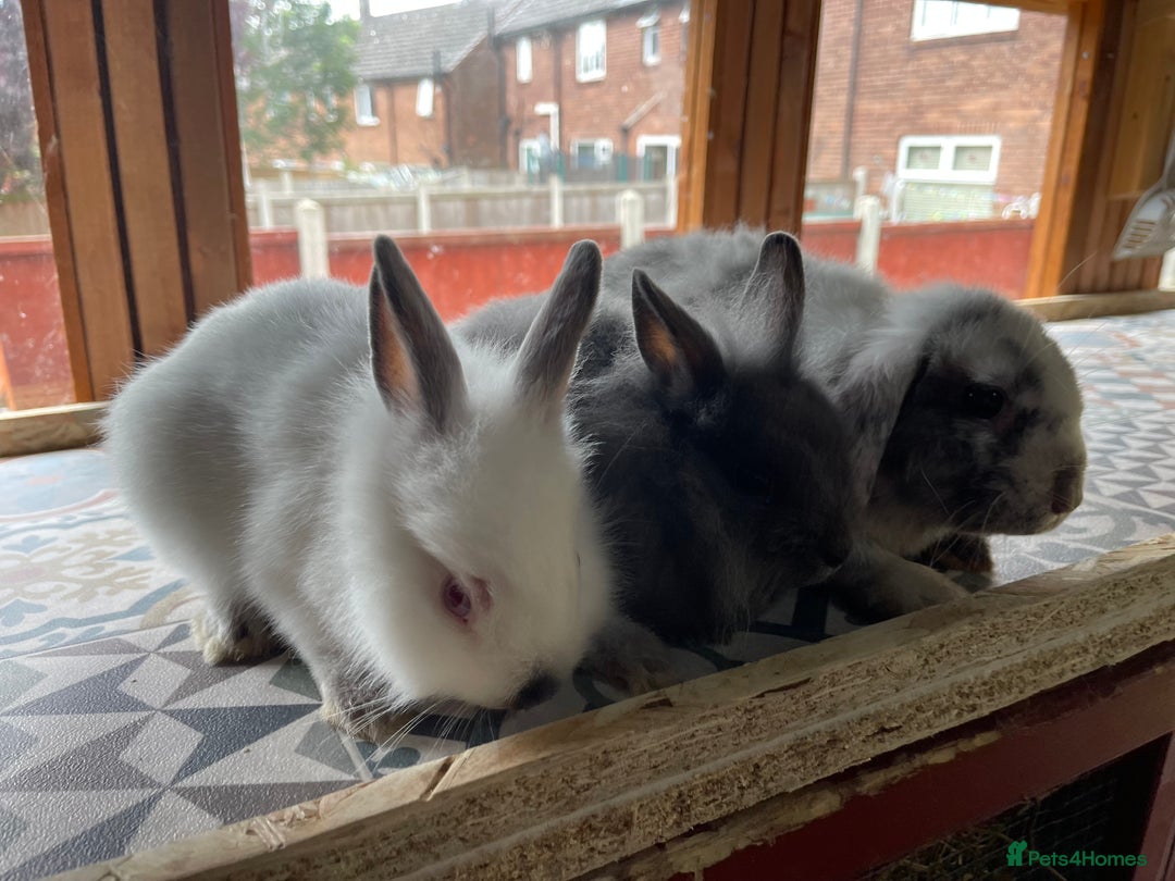 Mixed Breed rabbits for sale: Mini Lop and Netherland Dwarfs x Lionhead Babies - Image 8