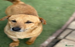 Mixed Breed dogs for adoption: Cute Jerry Needs Love  - Image 2