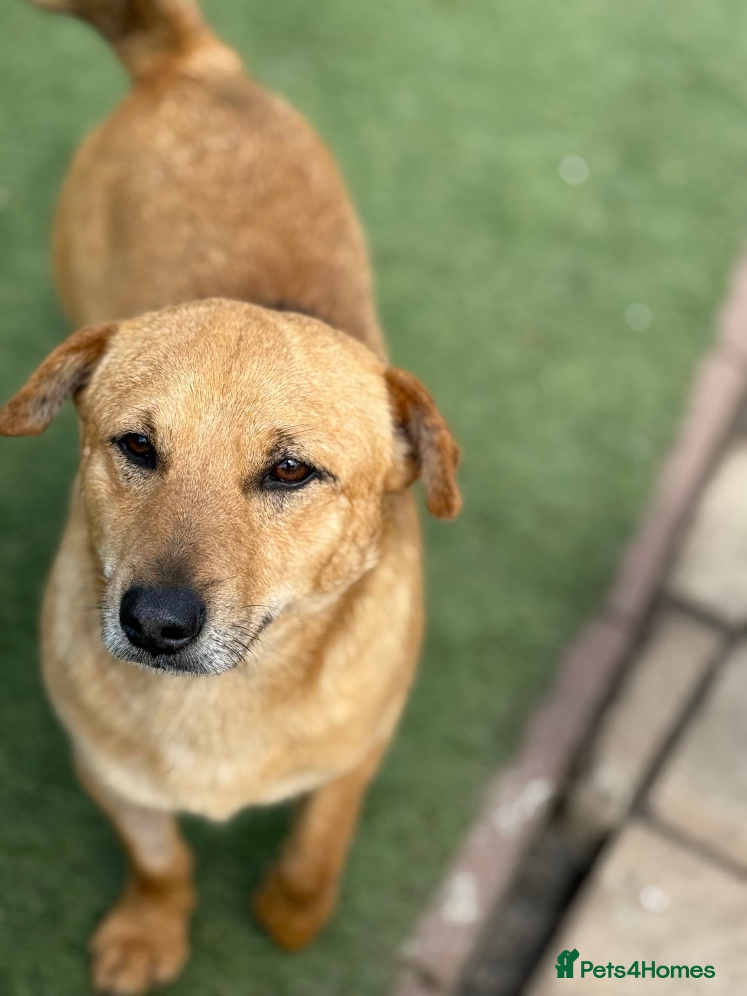 Mixed Breed dogs for adoption: Cute Jerry Needs Love  - Image 2