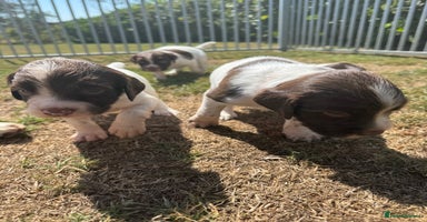 English Springer Spaniel dogs - Advert 3