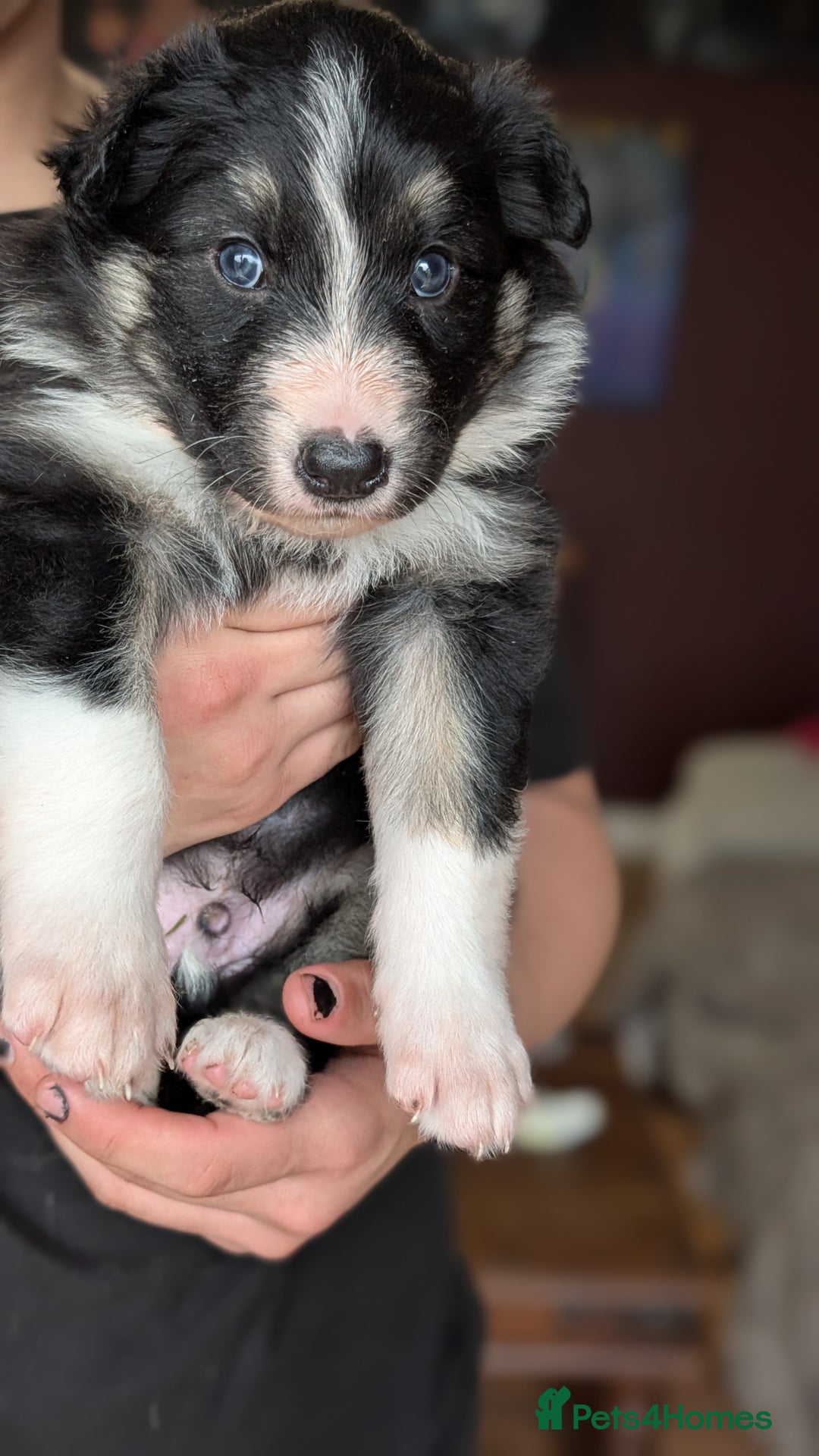 Mixed Breed dogs for sale: Shollie Pups Mid Feb! (German ShepxBorder Collie) - Advert 14
