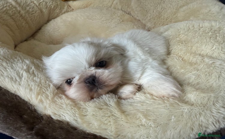 Shih Tzu dogs - Advert 3