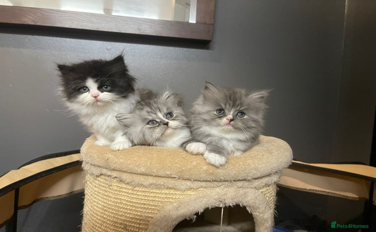 Persian cats - Advert 1
