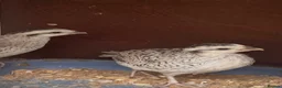 Quail poultry for sale: Snowflake Bobwhite Quail in Ross-on-Wye - Advert 2