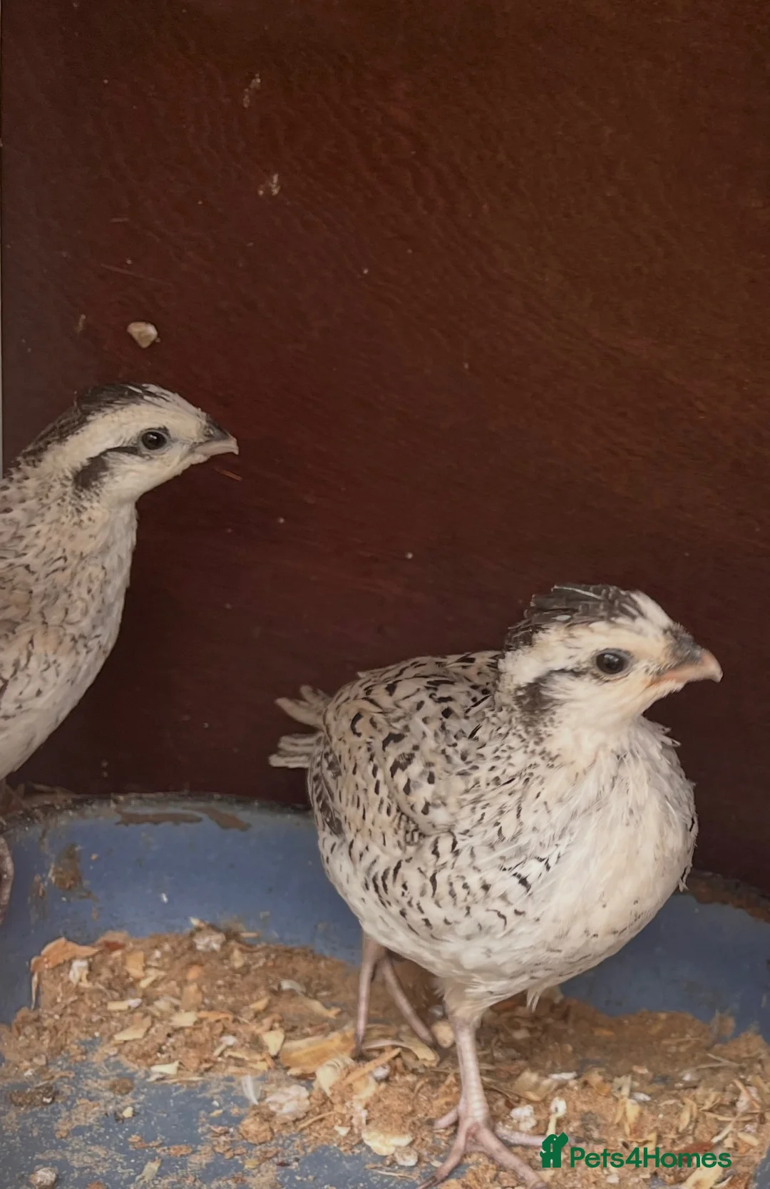 Quail poultry for sale: Snowflake Bobwhite Quail in Ross-on-Wye - Advert 2