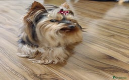 Yorkshire Terrier dogs for sale: Outstanding RARE Yorkshire terrier Chocolate - Image 23