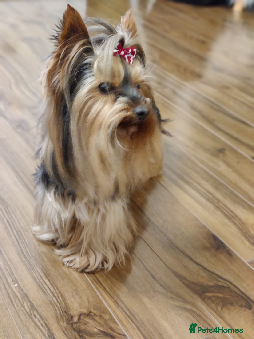 Yorkshire Terrier dogs for sale: Outstanding RARE Yorkshire terrier Chocolate - Image 23
