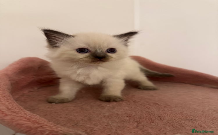 Ragdoll cats - Advert 9