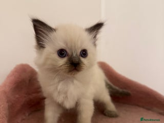 Ragdoll cats 5 beautiful kittens, 3/4 ragdoll 1/4 tabby - Advert 4