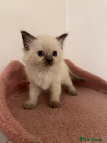 Ragdoll cats - Advert 9