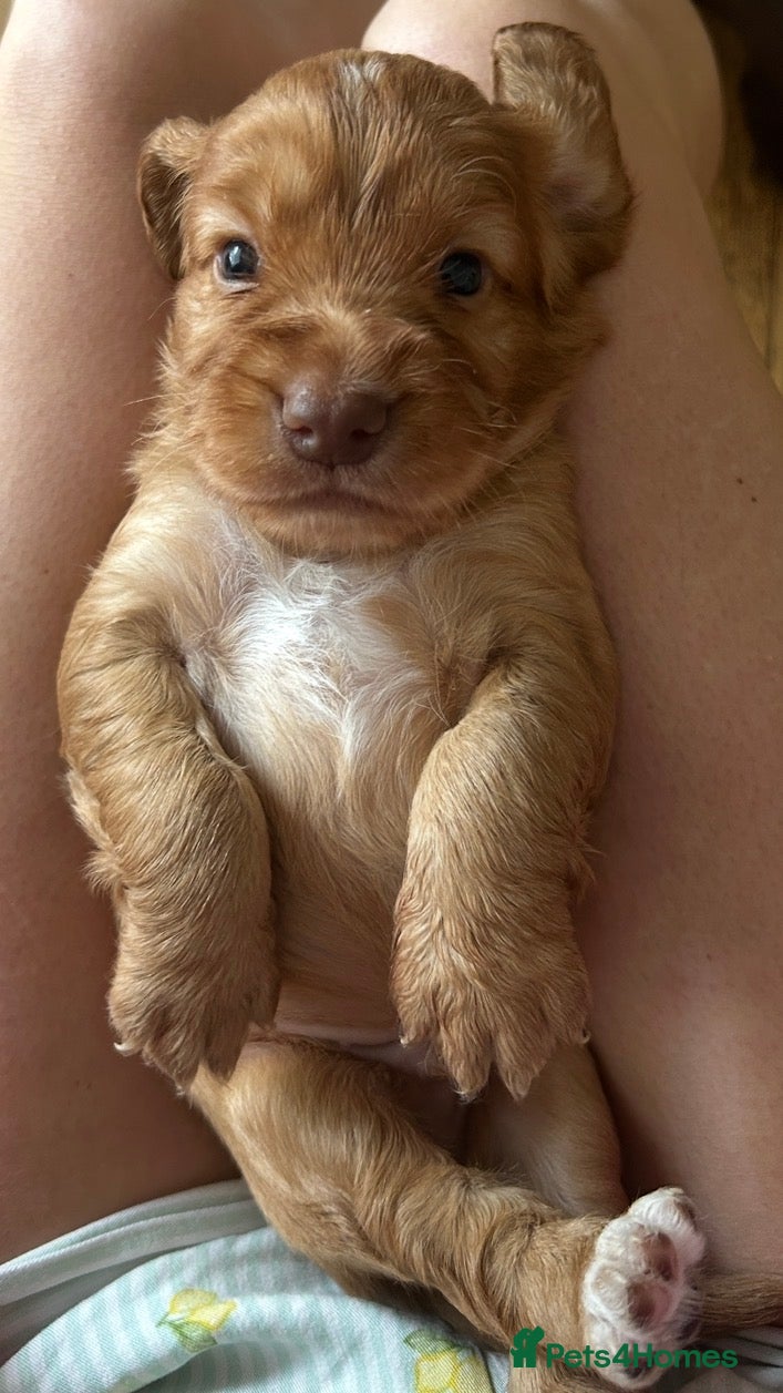 Cocker Spaniel dogs EXCEPTIONAL WORKING COCKER SPANIEL PUPPIES - Advert 2