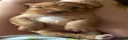 Cocker Spaniel dogs for sale: EXCEPTIONAL WORKING COCKER SPANIEL PUPPIES - Advert 4