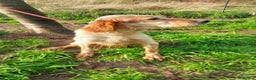 English Setter dogs for adoption: Ali   - Advert 3