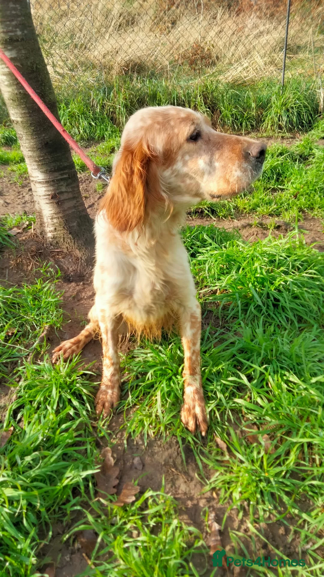 English Setter dogs for adoption: Ali   - Advert 3