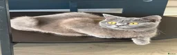 British Shorthair cats for sale: Grey Female British Shorthair - 1 Year Old in Birmingham - Advert 5