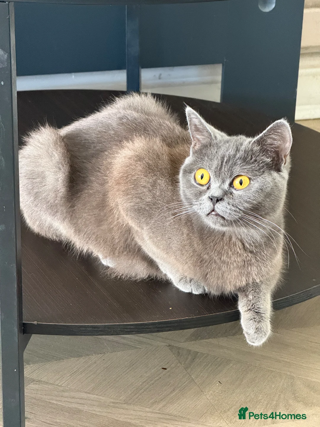 British Shorthair cats for sale: Grey Female British Shorthair - 1 Year Old in Birmingham - Advert 5