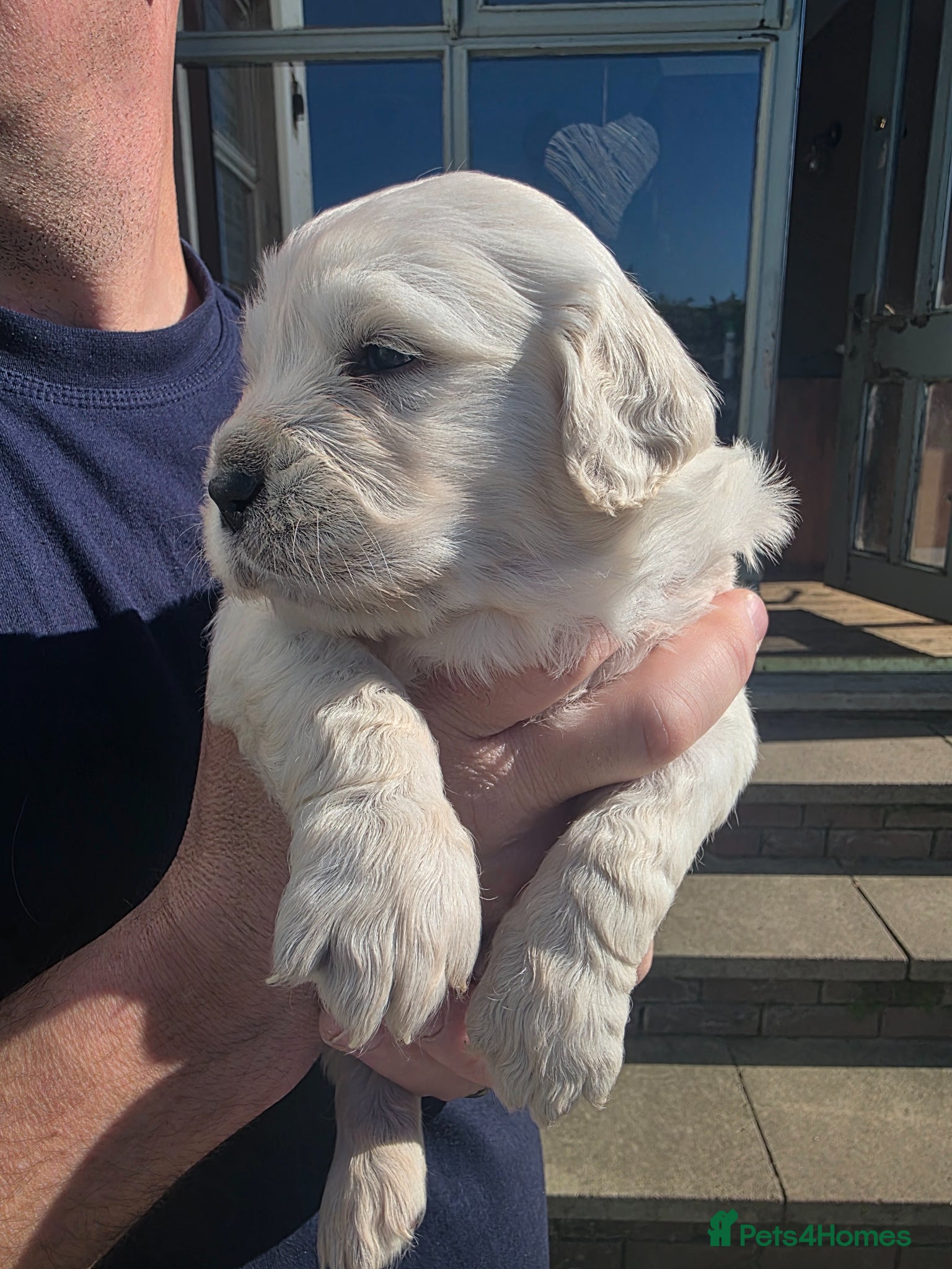 Golden Retriever dogs Beautiful  pedigree Golden Retreiver puppies - Advert 1