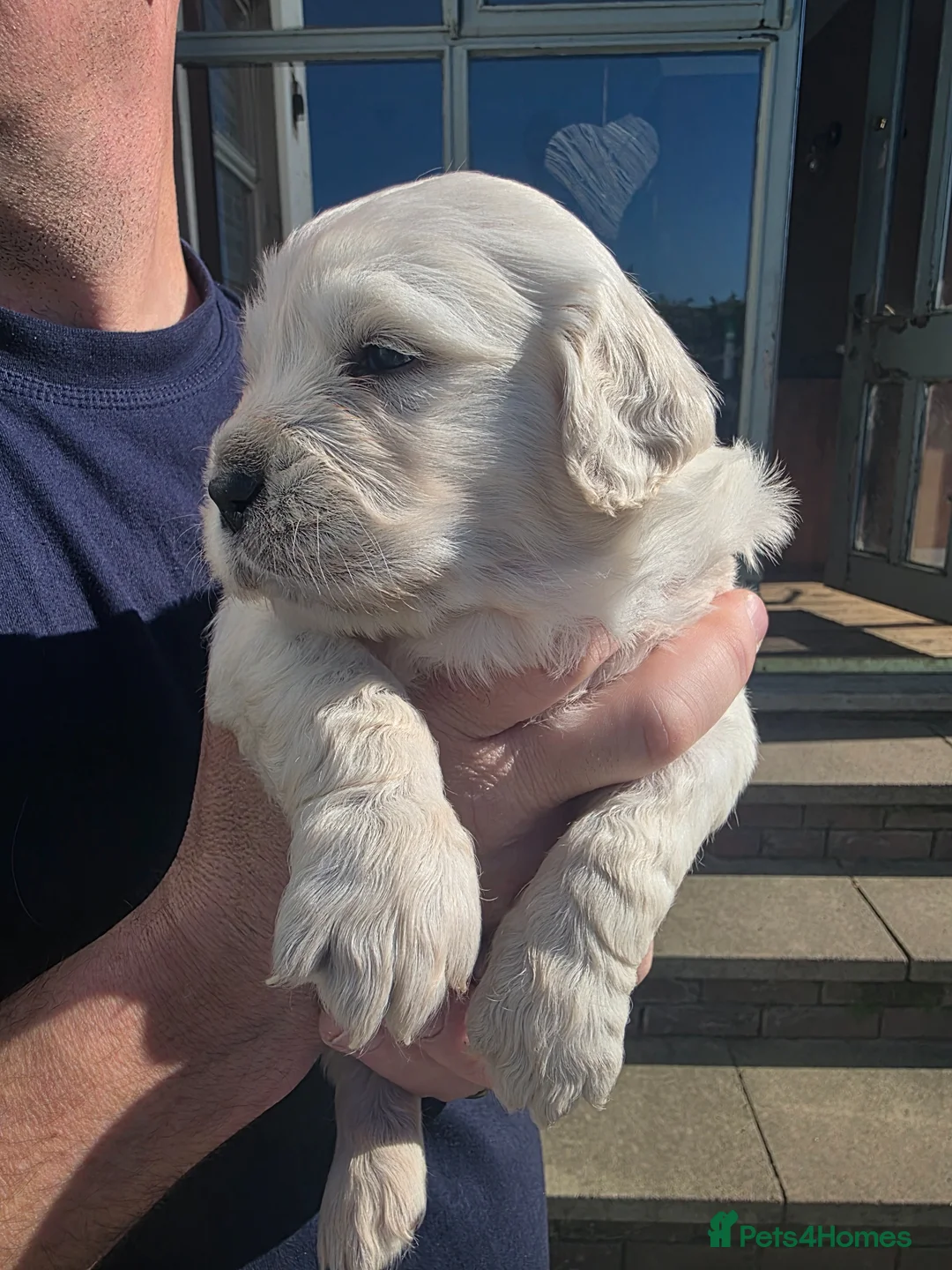 Golden Retriever dogs for sale: Beautiful  pedigree Golden Retreiver puppies in Leyland - Advert 1