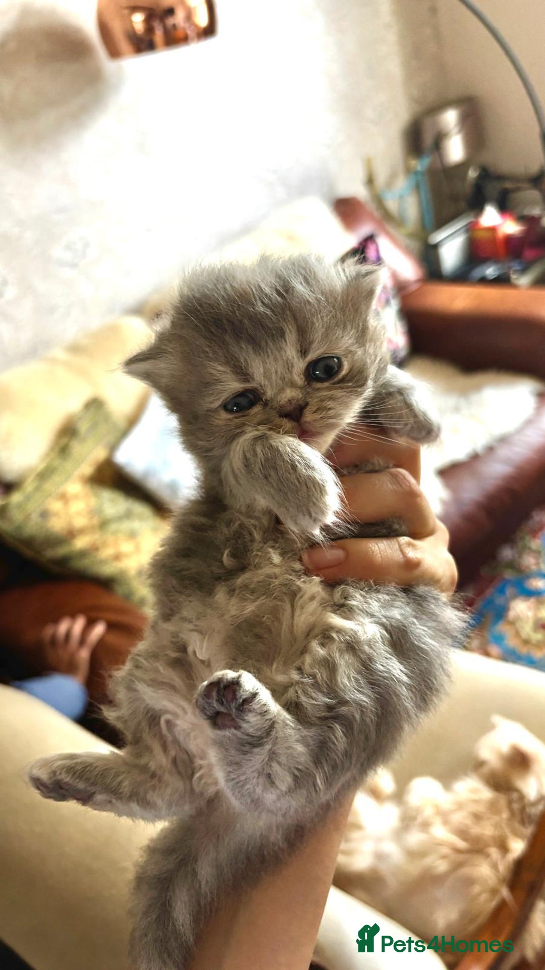 Persian cats for sale: Himalayan Persians - Image 22