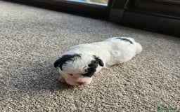 Shihpoo dogs for sale: Shihpoo puppies in Devon ... we've arrived!  - Image 21