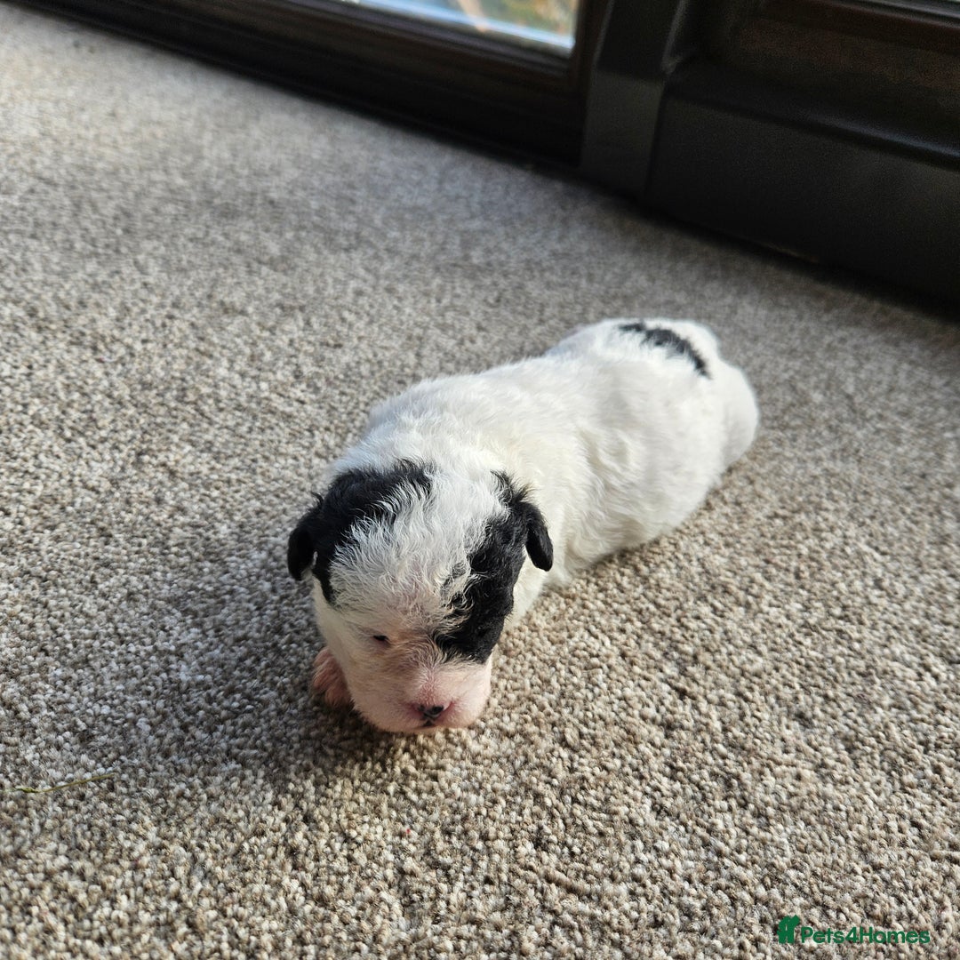 Shihpoo dogs for sale: Shihpoo puppies in Devon ... we've arrived!  - Image 21