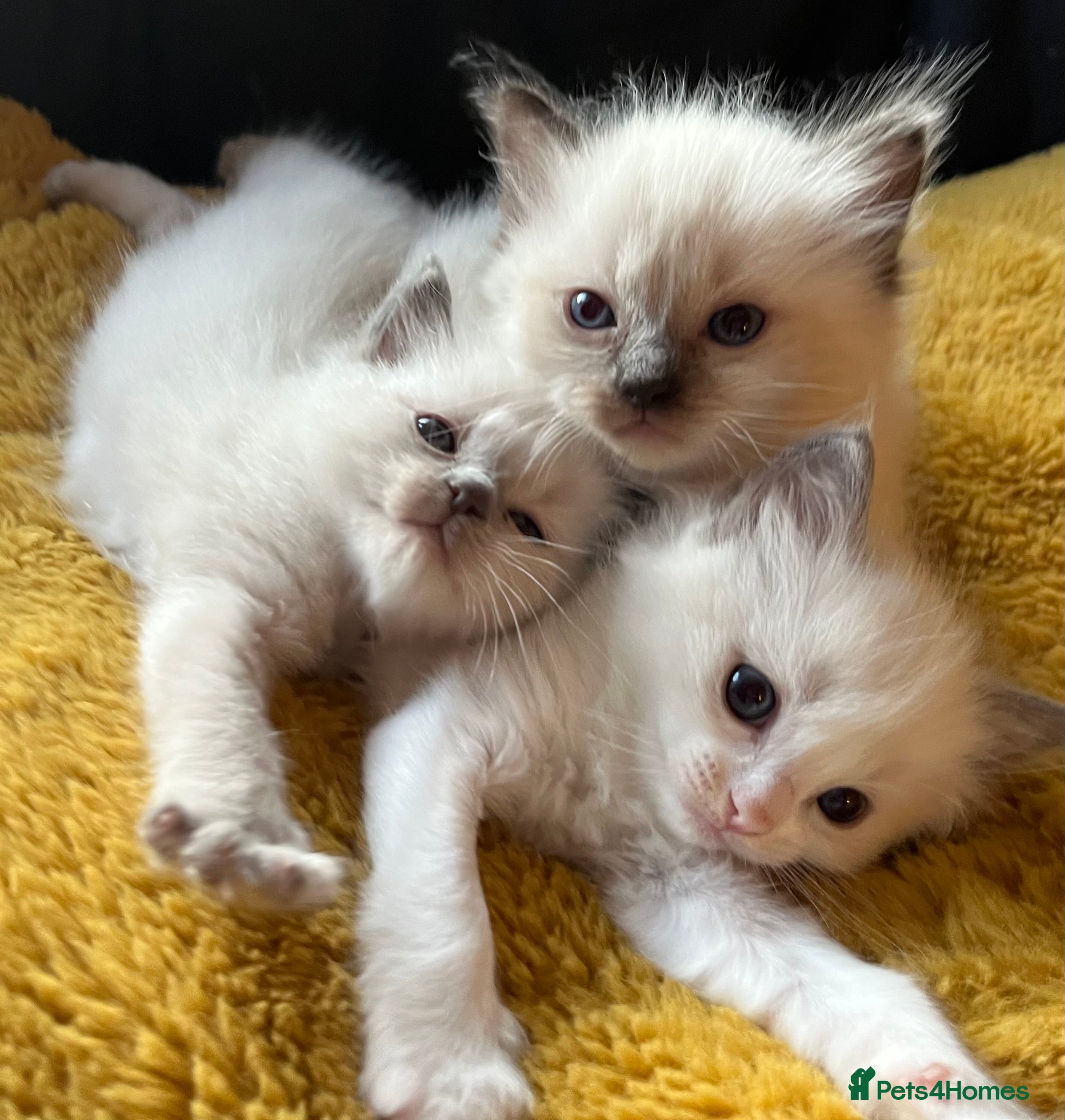 Ragdoll cats GCCF Cert Ragdoll Mom’s kittens for sale - Advert 5