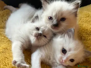 Ragdoll cats GCCF Cert Ragdoll Mom’s kittens for sale - Advert 5