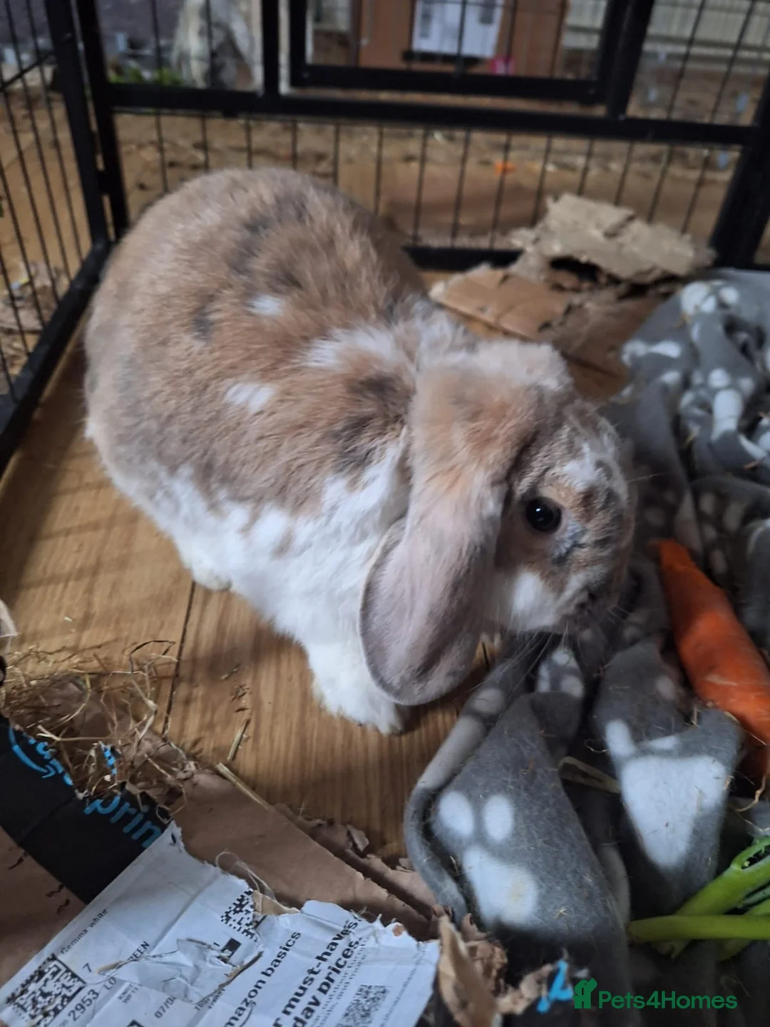 Mixed Breed rabbits for sale: Mr Benjamin Bunny  in Knottingley - Advert 2