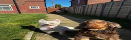 Mixed Breed dogs for sale: Westie X Cocker Spaniel - Advert 2