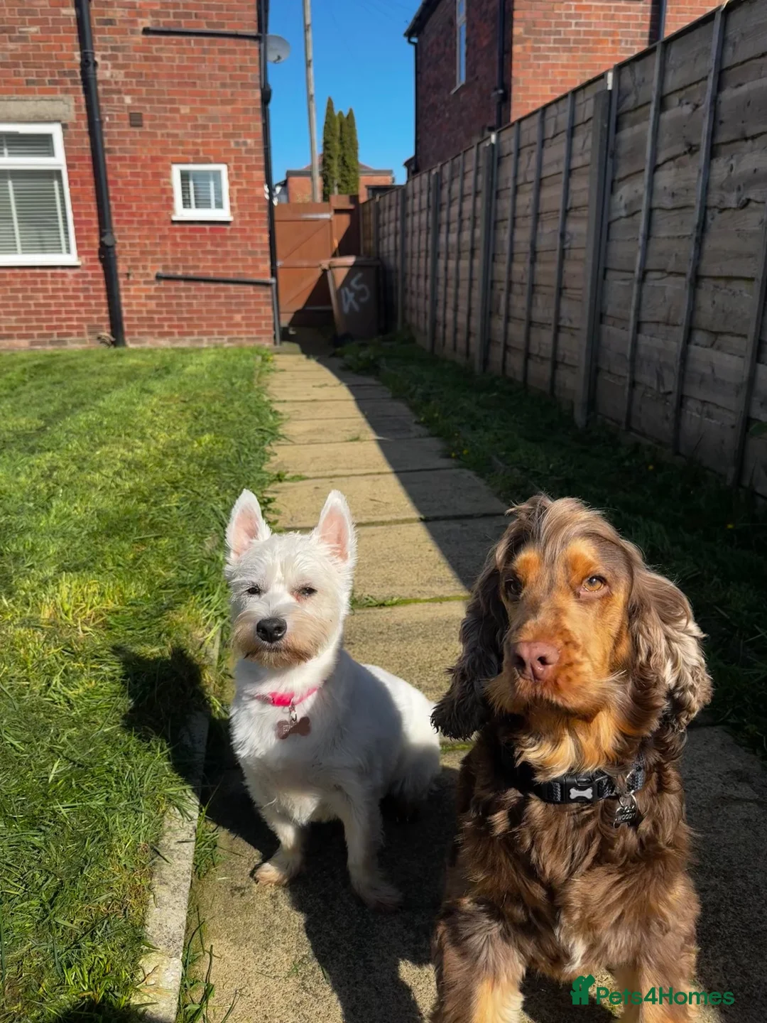 Mixed Breed dogs for sale: Westie X Cocker Spaniel - Advert 2
