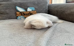 Mini Lop rabbits for sale: Mini Lop baby ready to leave - Image 5