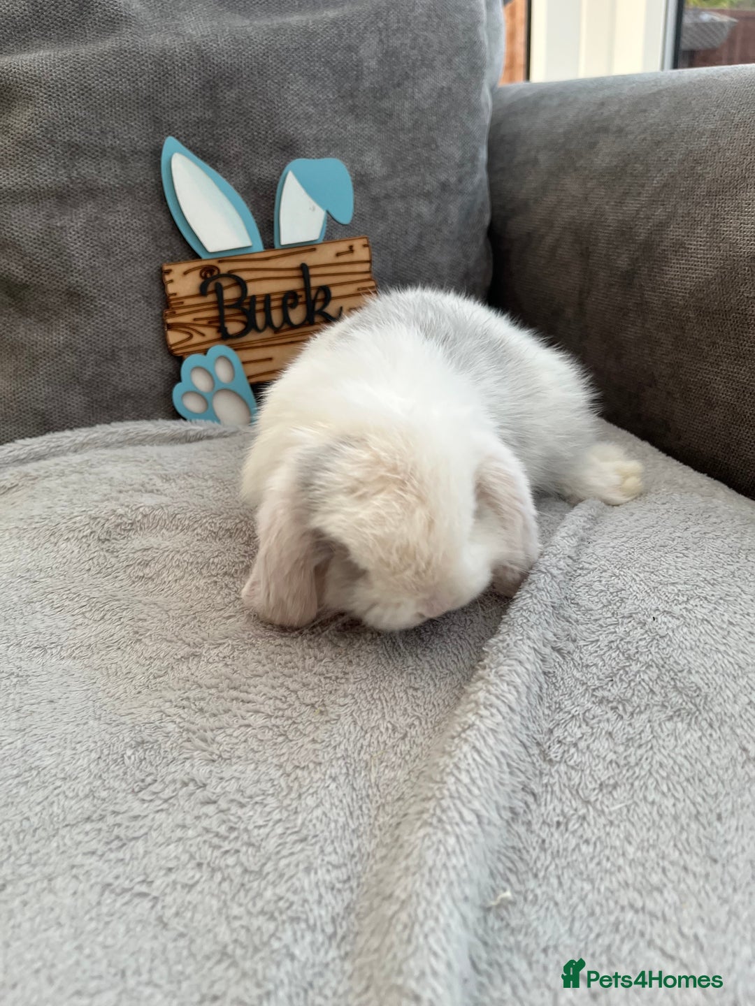 Mini Lop rabbits for sale: Mini Lop baby ready to leave - Image 5