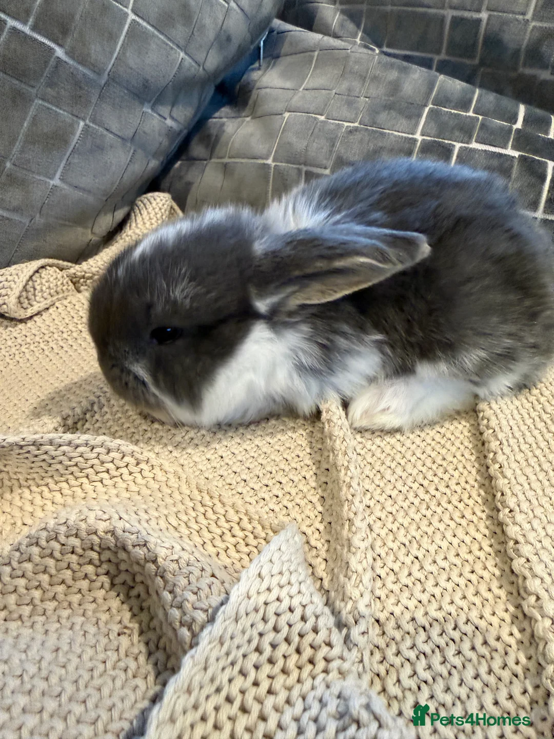 French Lop rabbits for sale: Stunning French lops available 23rd march  - Advert 3