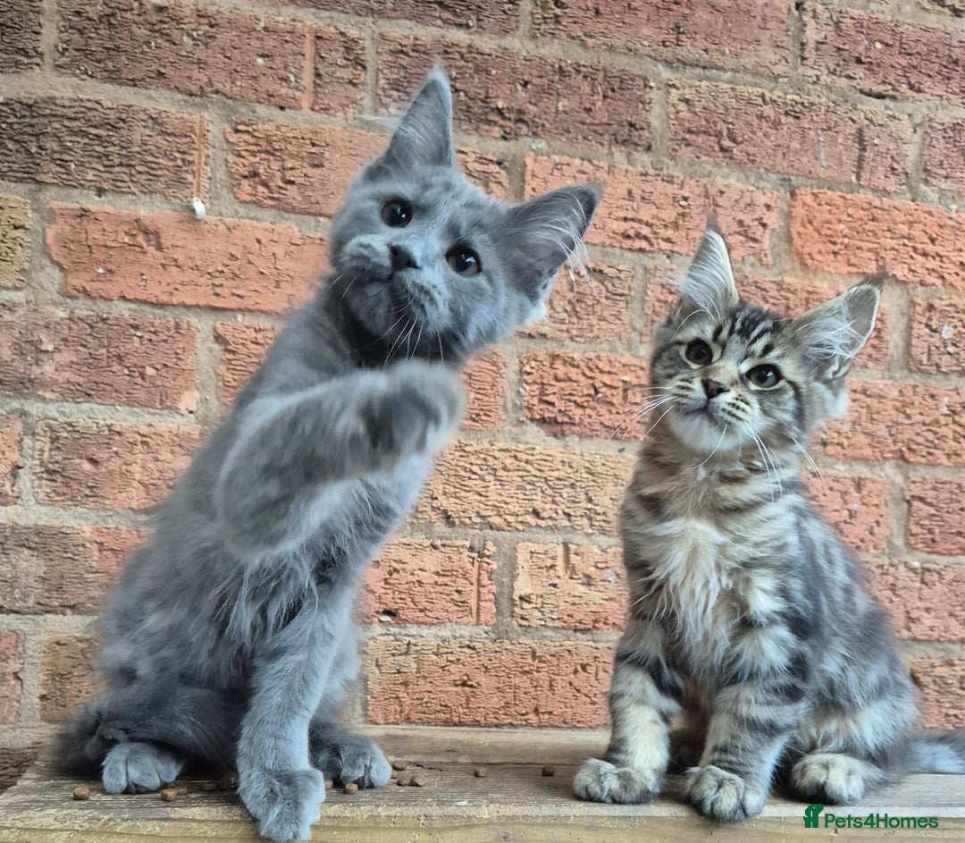 Maine Coon cats for sale: 2 Boys 3 girls Maine Coones kittens - Advert 27