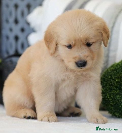 Golden Retriever dogs Beautiful Golden retriever puppies - Advert 1