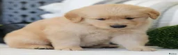 Golden Retriever dogs for adoption: Beautiful Golden retriever puppies - Advert 1